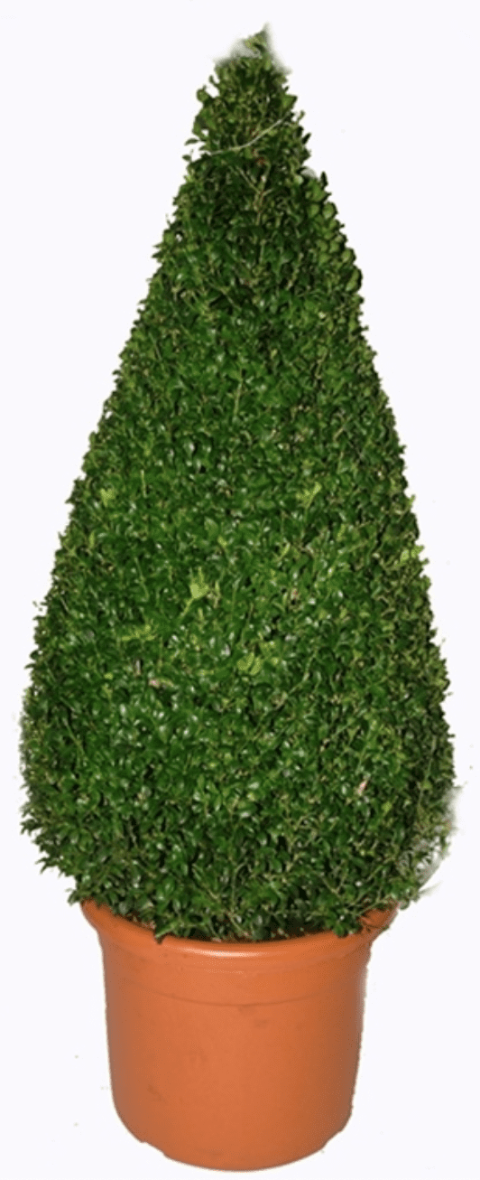 Buxus Sempervirens Buis Commun