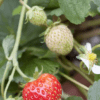 Assortiments de Fraise Fragaria