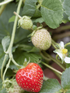 Assortiments de Fraise Fragaria