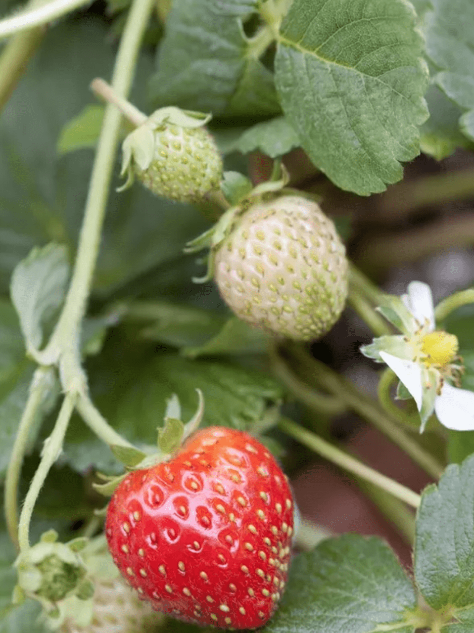 Assortiments de Fraise Fragaria