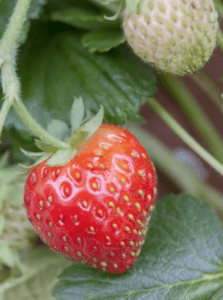 Assortiments de Fraise Fragaria