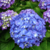 Hortensia à Grandes Feuilles