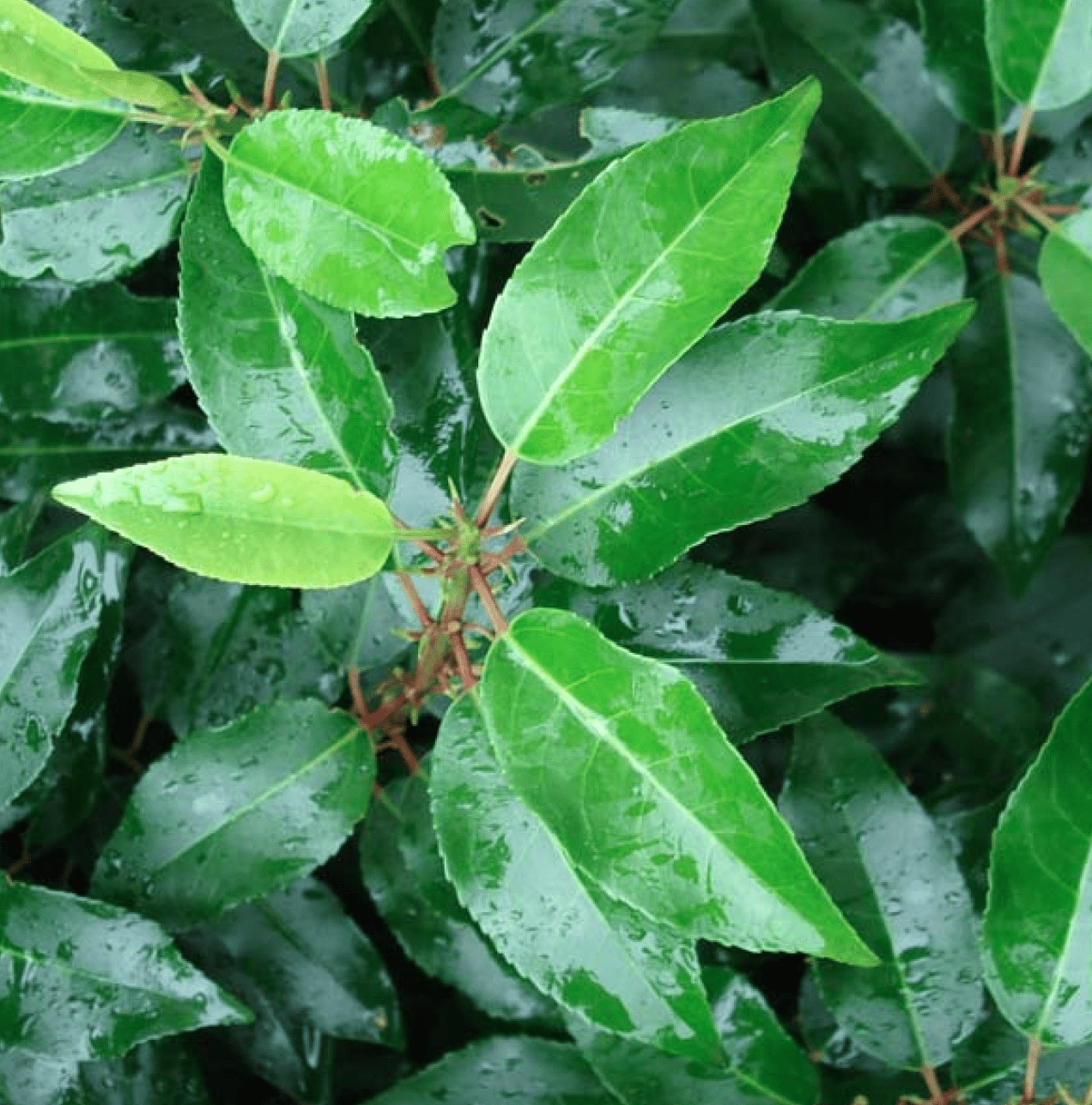 Laurier du Portugal Prunus Lusitanica Angustifolia