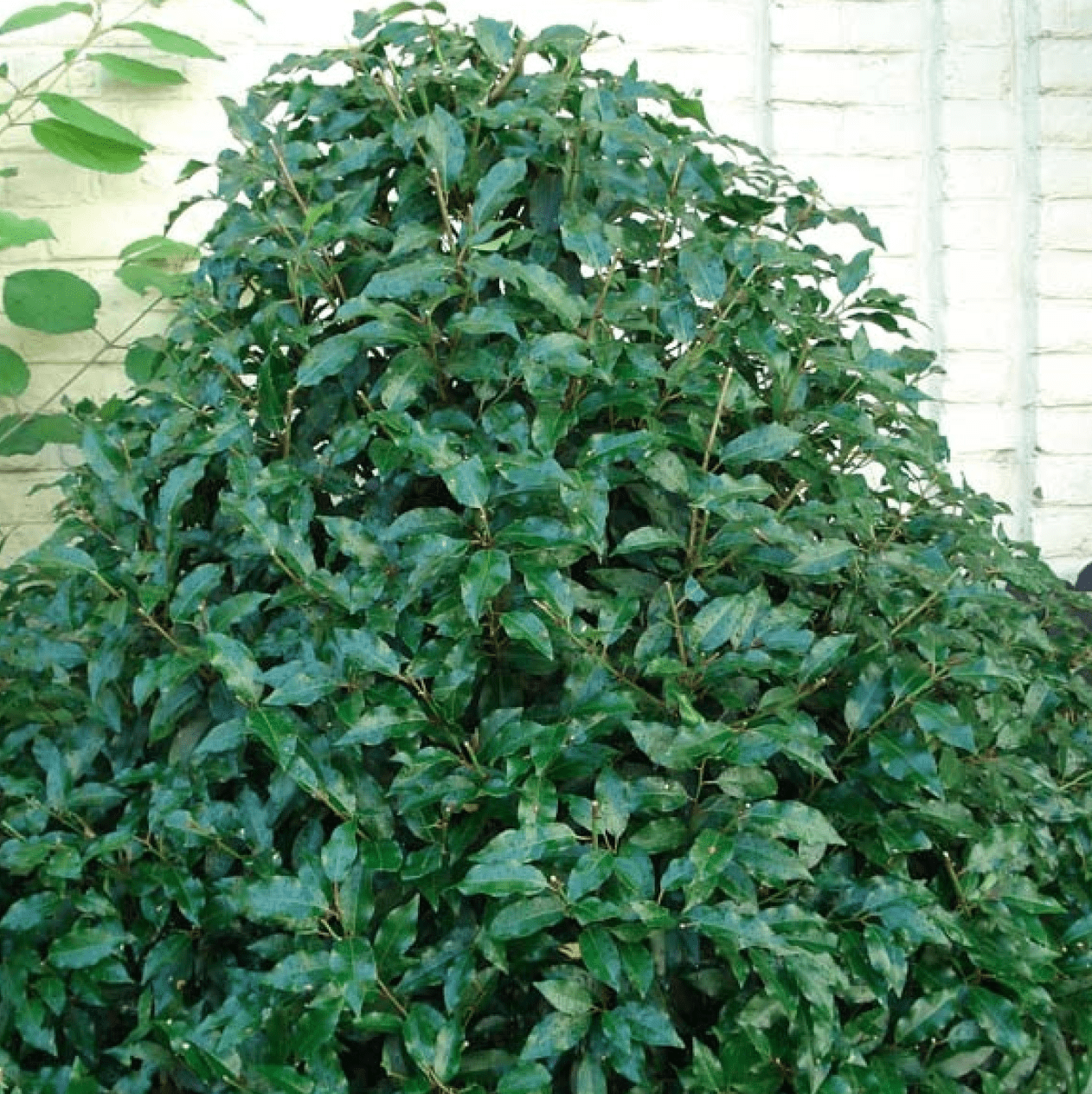 Laurier du Portugal Prunus Lusitanica Angustifolia