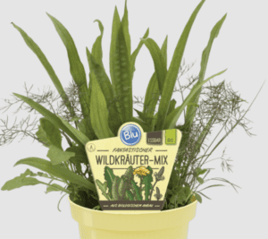 Mélange d'herbes Sauvages BIO