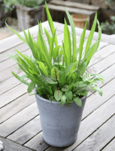 Mélange d'herbes Sauvages BIO