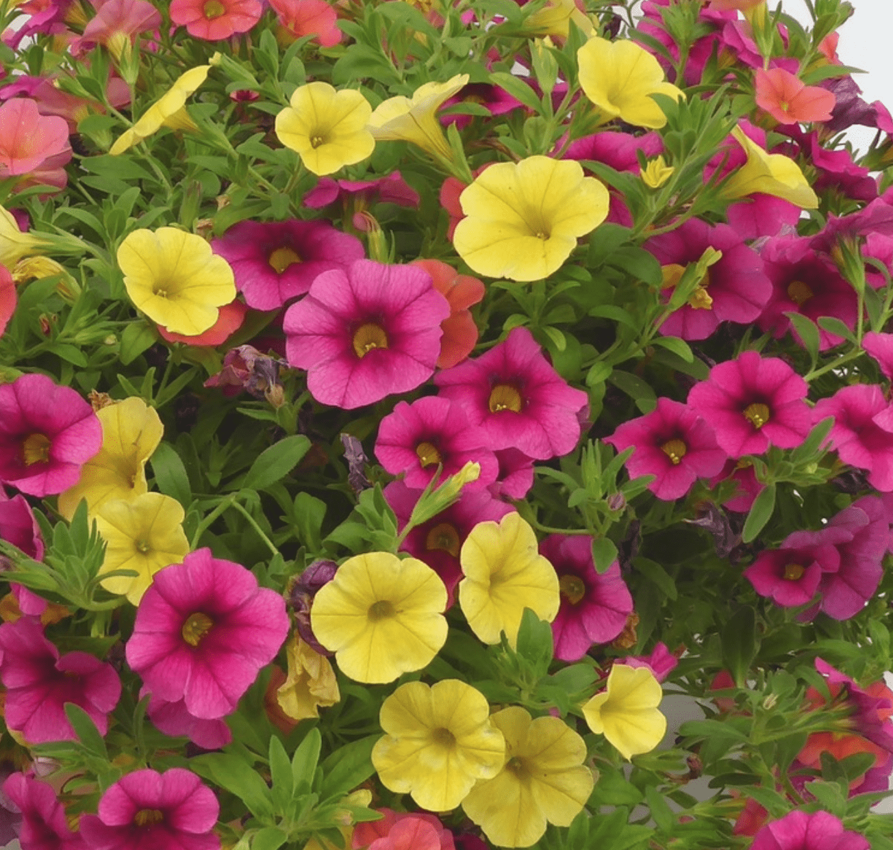 Calibrachoa Hula (mini Pétunia)