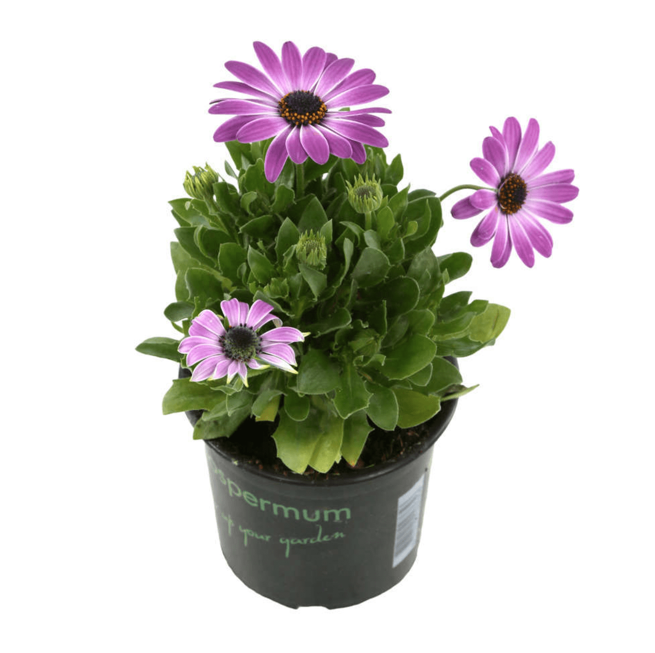 Osteospermum (Dimorphoteca)