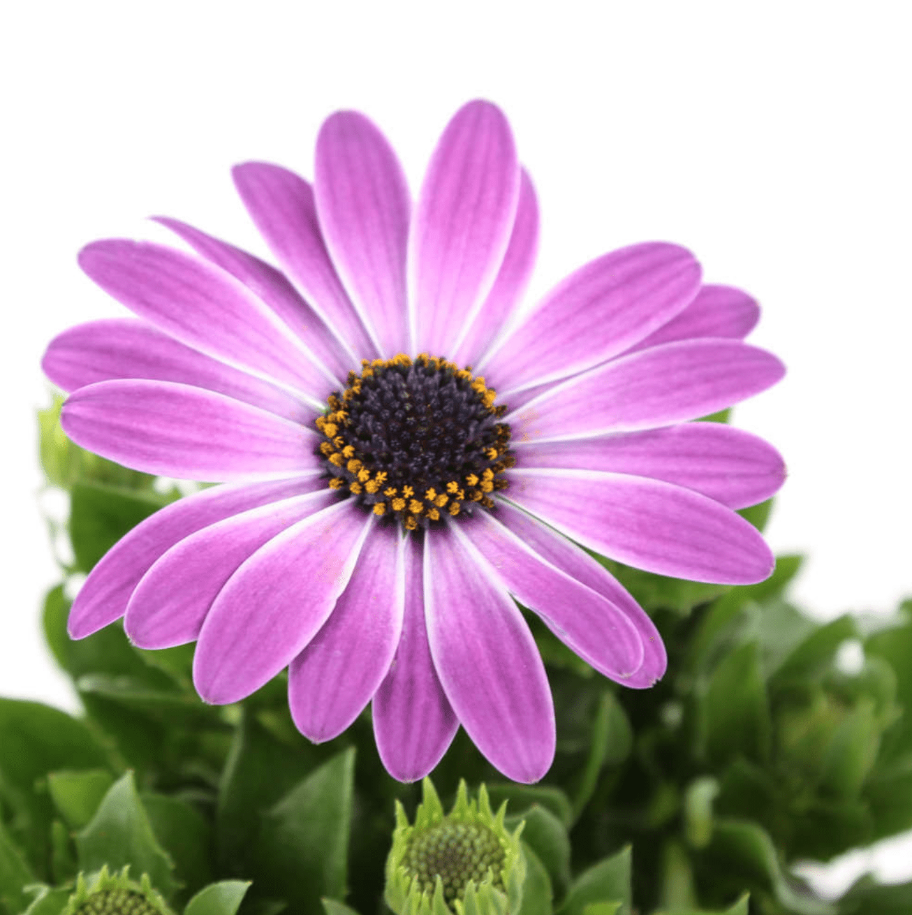 Osteospermum (Dimorphoteca)
