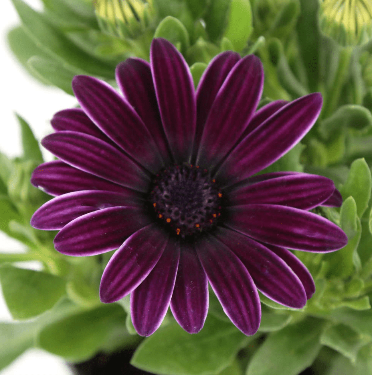 Osteospermum (Dimorphoteca)
