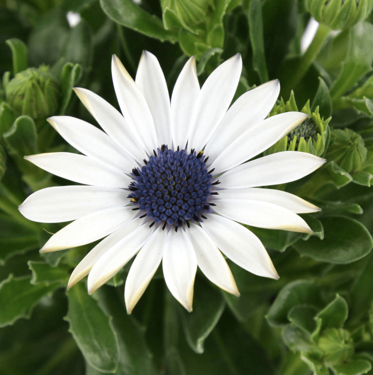 Osteospermum (Dimorphoteca)