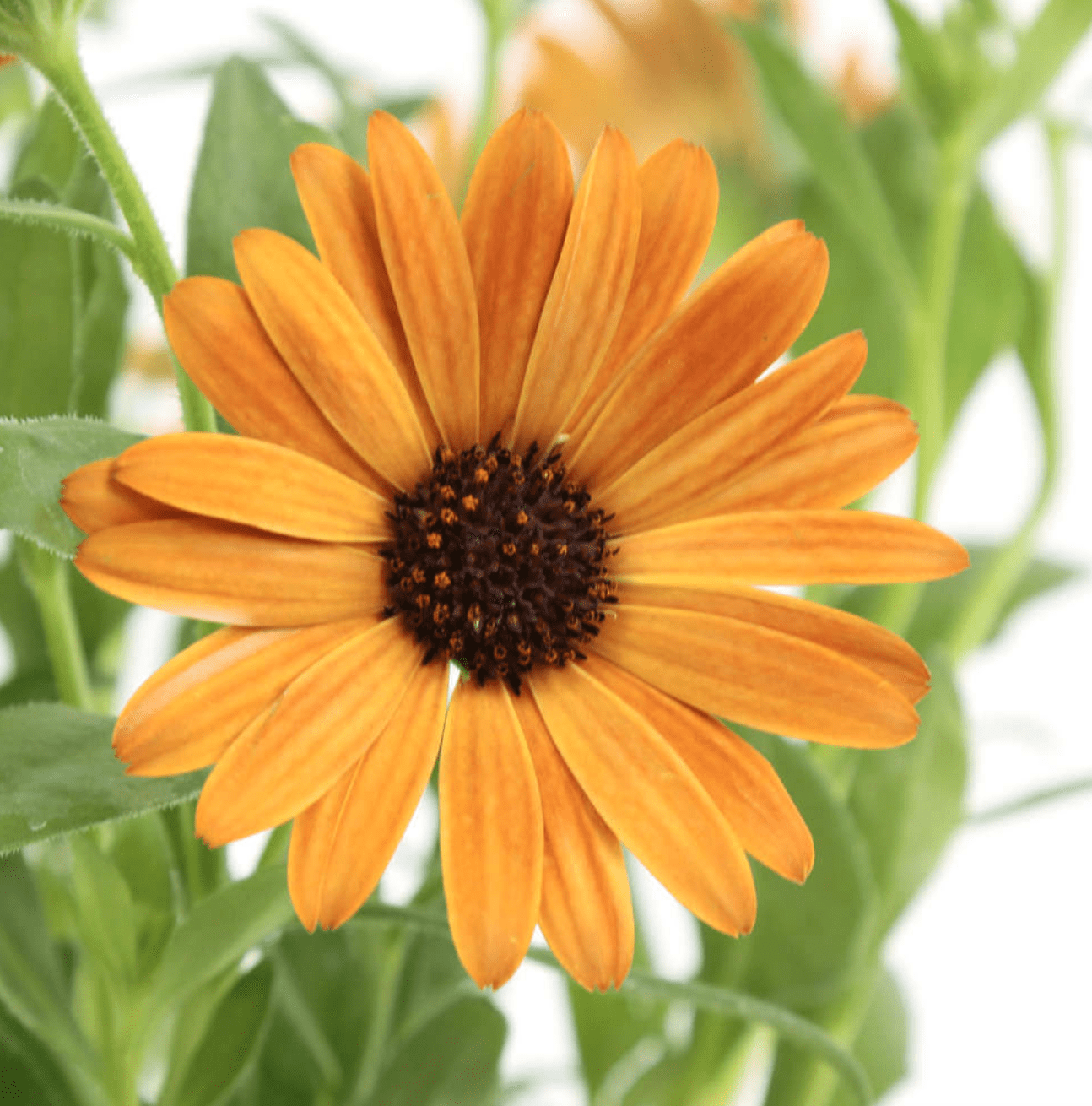 Osteospermum (Dimorphoteca)