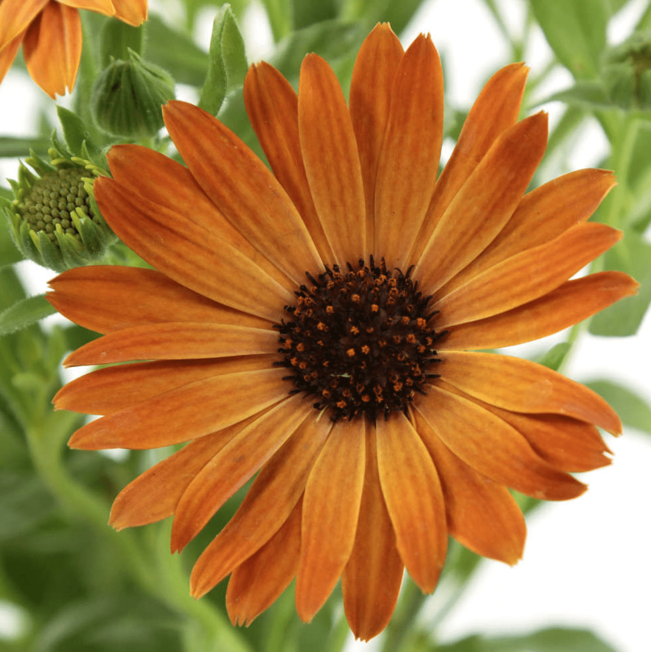 Osteospermum (Dimorphoteca)