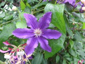 Clematis Hybride