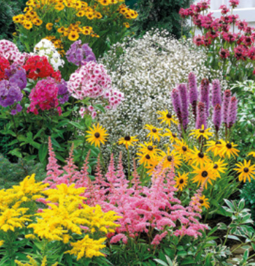 Mélange de Plantes Vivaces
