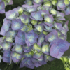 Hortensia Hydrangea Macrophylla