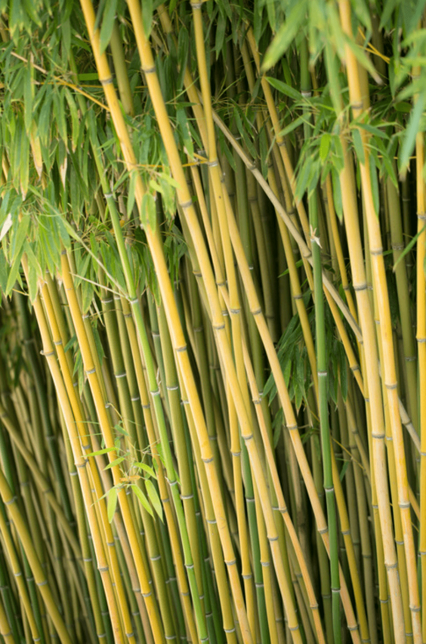 Bambou Phyllostachys