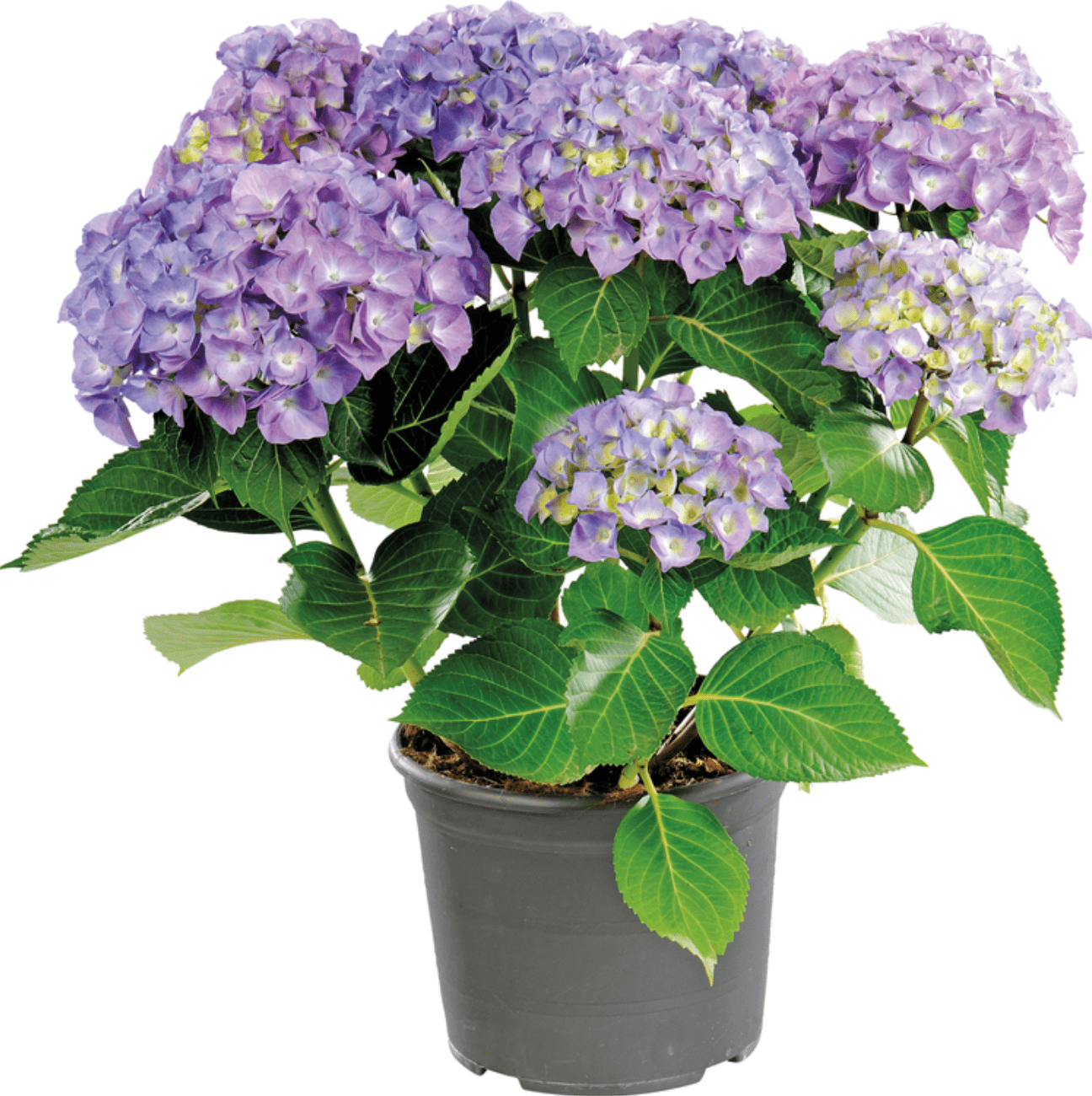 Hydrangea Macrophylla Hortensia