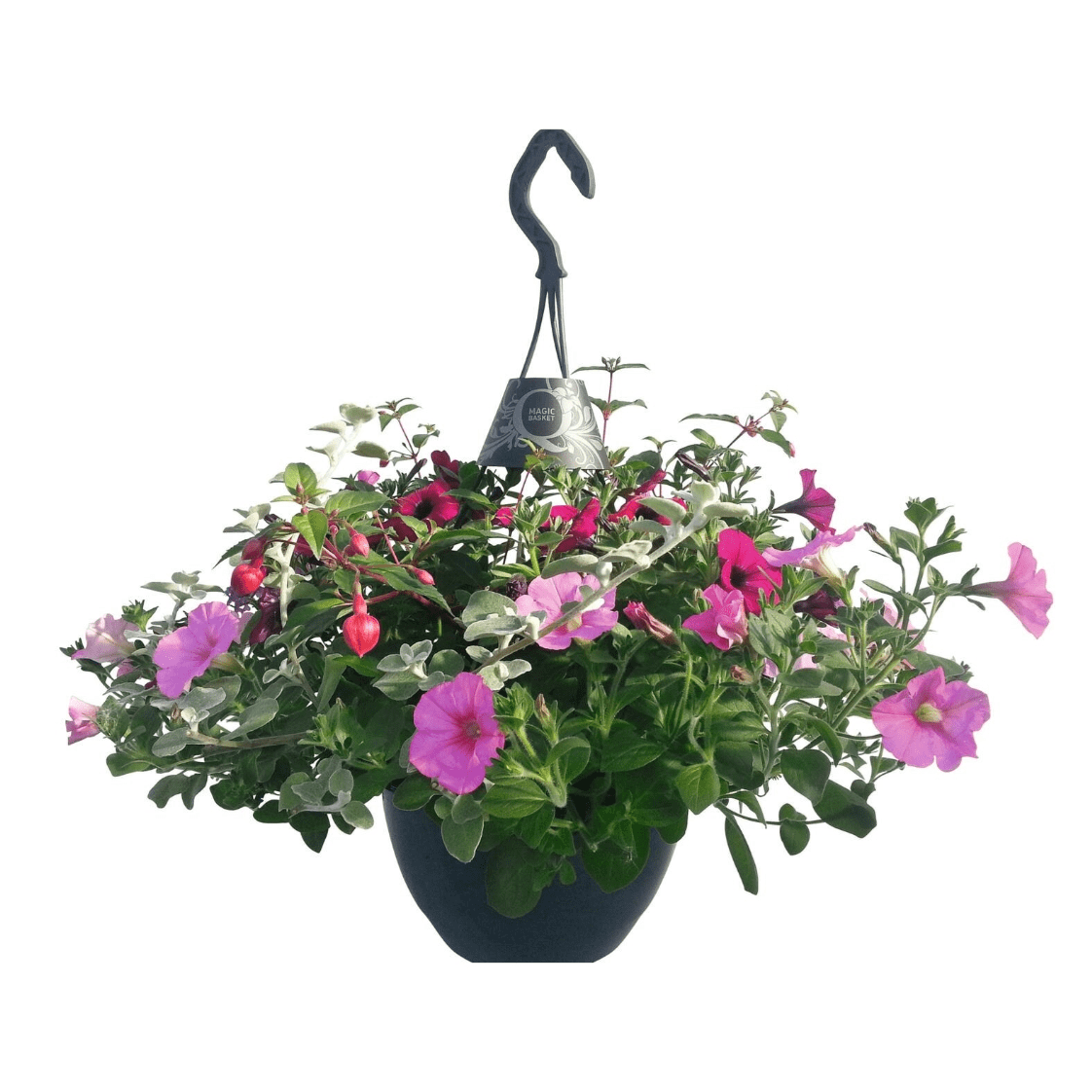 Sommerflor Ampeln