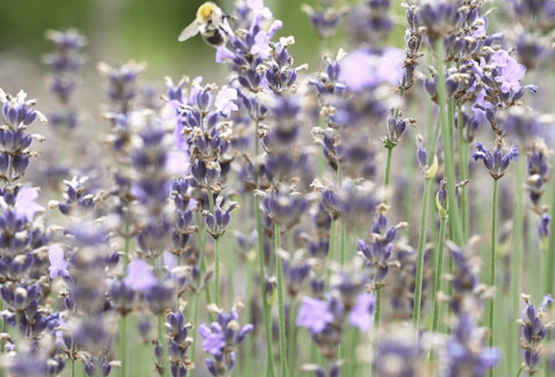 Lavandula Angustifolia Lavande
