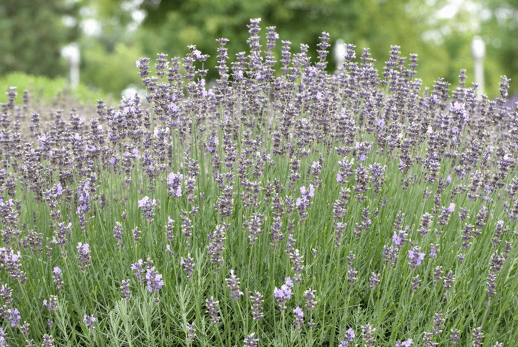 Lavandula Angustifolia Lavande