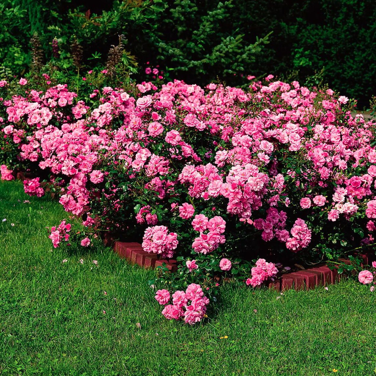 Rosiers pour Massifs et Couvre-Sols