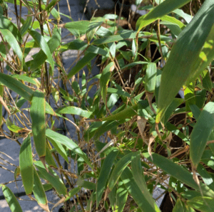 Bambou Fargesia Murieliae